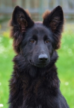 vom Trojangold, hodowla Owczarków Niemieckich Długowłosych