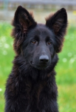 vom Trojangold, hodowla Owczarków Niemieckich Długowłosych