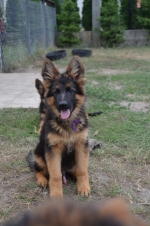 vom Trojangold, hodowla Owczarków Niemieckich Długowłosych