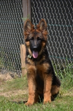 vom Trojangold, hodowla Owczarków Niemieckich Długowłosych