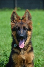 vom Trojangold, hodowla Owczarków Niemieckich Długowłosych