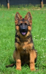 vom Trojangold, hodowla Owczarków Niemieckich Długowłosych