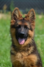 vom Trojangold, hodowla Owczarków Niemieckich Długowłosych