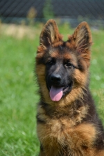 vom Trojangold, hodowla Owczarków Niemieckich Długowłosych