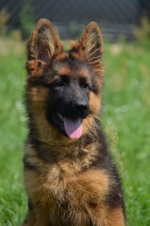 vom Trojangold, hodowla Owczarków Niemieckich Długowłosych