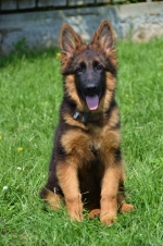 vom Trojangold, hodowla Owczarków Niemieckich Długowłosych