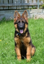 vom Trojangold, hodowla Owczarków Niemieckich Długowłosych