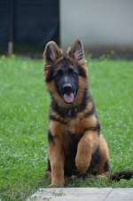 vom Trojangold, hodowla Owczarków Niemieckich Długowłosych