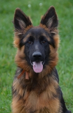 vom Trojangold, hodowla Owczarków Niemieckich Długowłosych