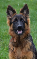 vom Trojangold, hodowla Owczarków Niemieckich Długowłosych