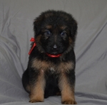 vom Trojangold, hodowla Owczarków Niemieckich Długowłosych