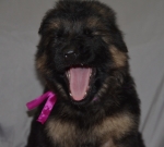 vom Trojangold, hodowla Owczarków Niemieckich Długowłosych