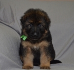 vom Trojangold, hodowla Owczarków Niemieckich Długowłosych