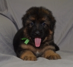 vom Trojangold, hodowla Owczarków Niemieckich Długowłosych