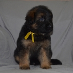 vom Trojangold, hodowla Owczarków Niemieckich Długowłosych