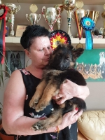 vom Trojangold, hodowla Owczarków Niemieckich Długowłosych