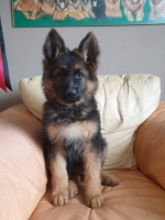 vom Trojangold, hodowla Owczarków Niemieckich Długowłosych