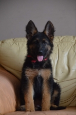 vom Trojangold, hodowla Owczarków Niemieckich Długowłosych