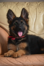 vom Trojangold, hodowla Owczarków Niemieckich Długowłosych