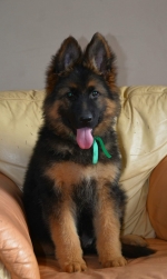 vom Trojangold, hodowla Owczarków Niemieckich Długowłosych