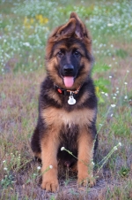 vom Trojangold, hodowla Owczarków Niemieckich Długowłosych