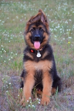 vom Trojangold, hodowla Owczarków Niemieckich Długowłosych