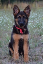 vom Trojangold, hodowla Owczarków Niemieckich Długowłosych