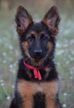 vom Trojangold, hodowla Owczarków Niemieckich Długowłosych