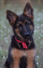 vom Trojangold, hodowla Owczarków Niemieckich Długowłosych