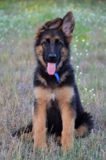 vom Trojangold, hodowla Owczarków Niemieckich Długowłosych