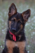 vom Trojangold, hodowla Owczarków Niemieckich Długowłosych