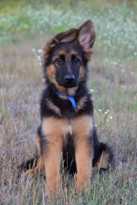 vom Trojangold, hodowla Owczarków Niemieckich Długowłosych