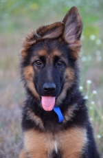 vom Trojangold, hodowla Owczarków Niemieckich Długowłosych