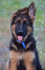 vom Trojangold, hodowla Owczarków Niemieckich Długowłosych