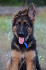 vom Trojangold, hodowla Owczarków Niemieckich Długowłosych