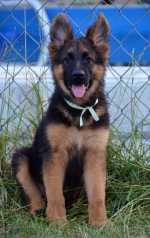 vom Trojangold, hodowla Owczarków Niemieckich Długowłosych