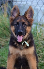 vom Trojangold, hodowla Owczarków Niemieckich Długowłosych