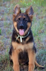 vom Trojangold, hodowla Owczarków Niemieckich Długowłosych