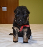 vom Trojangold, hodowla Owczarków Niemieckich Długowłosych