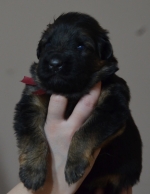 vom Trojangold, hodowla Owczarków Niemieckich Długowłosych