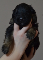 vom Trojangold, hodowla Owczarków Niemieckich Długowłosych