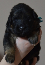 vom Trojangold, hodowla Owczarków Niemieckich Długowłosych