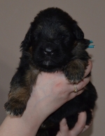 vom Trojangold, hodowla Owczarków Niemieckich Długowłosych