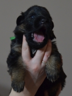 vom Trojangold, hodowla Owczarków Niemieckich Długowłosych