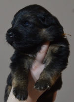 vom Trojangold, hodowla Owczarków Niemieckich Długowłosych