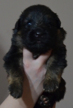 vom Trojangold, hodowla Owczarków Niemieckich Długowłosych