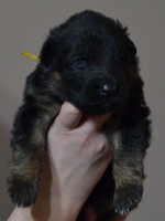 vom Trojangold, hodowla Owczarków Niemieckich Długowłosych