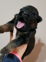 vom Trojangold, hodowla Owczarków Niemieckich Długowłosych