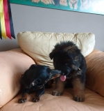 vom Trojangold, hodowla Owczarków Niemieckich Długowłosych