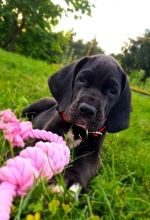 vom Trojangold, hodowla Owczarków Niemieckich Długowłosych